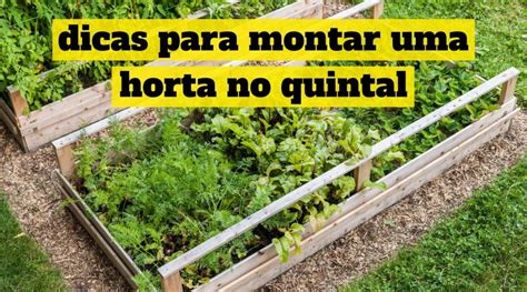 5 Dicas Para Montar uma Horta no Quintal de Maneira Muito Simples ...