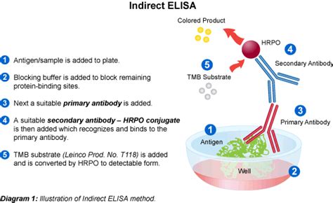 Indirect ELISA Protocol - Leinco Technologies