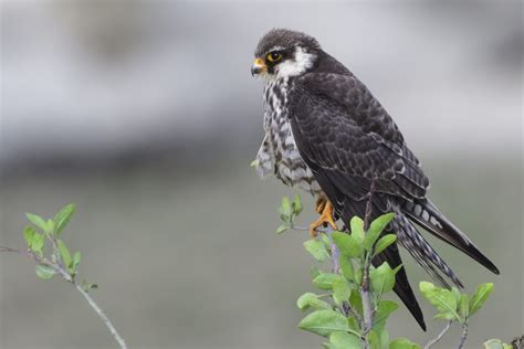 Amur Falcon – Holmen Birding Safaris