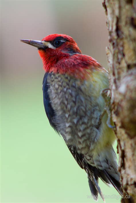 Red-breasted Sapsucker ~ Woodpecker photo from Cortes Island BC, Canada ...