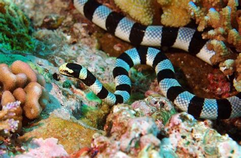Sea Snake Facts | Sea Snake Diet & Habitat