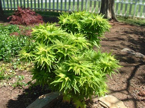 Dwarf Japanese Maple Tree