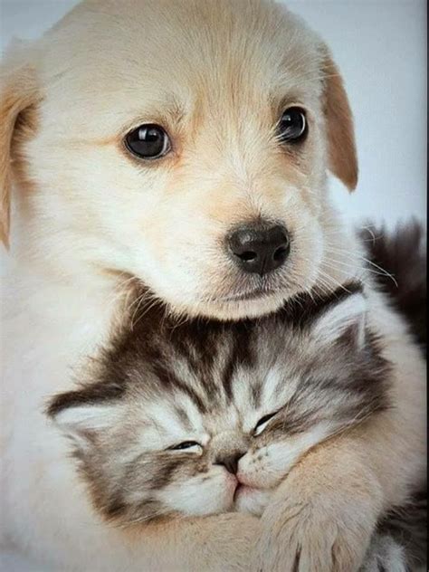 Pin by Millard Cook on Lovely kittens and cats | Cute dogs, Cute cats and dogs, Animals friendship