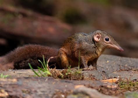 Large Treeshrew (Tupaia tana) · iNaturalist United Kingdom