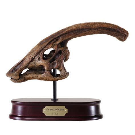 Parasaurolophus Skull Model | DinoStoreus