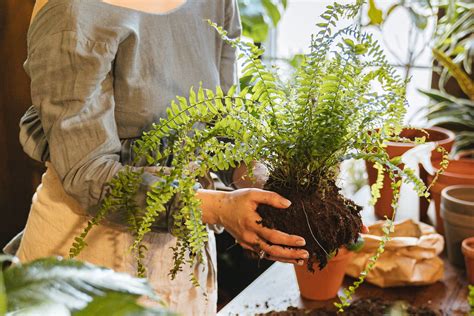 How to Take Care of Ferns: Simple Hacks for Lush Growth