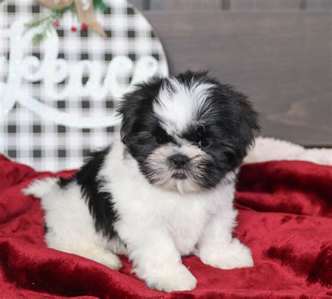 Free Shih Tzu Puppies In Pa - Pets Lovers