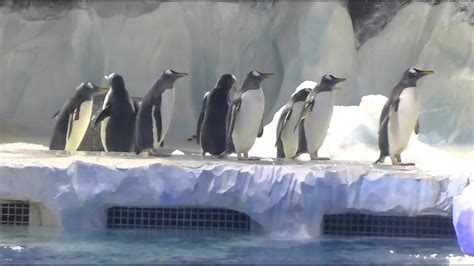 Penguins jumping into water - YouTube