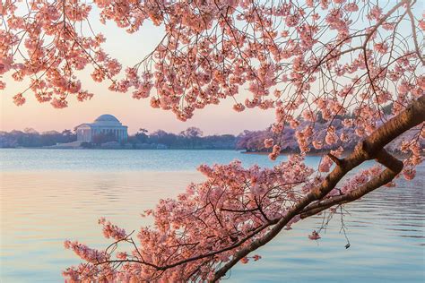 Cherry Blossoms at Sunrise Photograph by Ryan McKee - Pixels