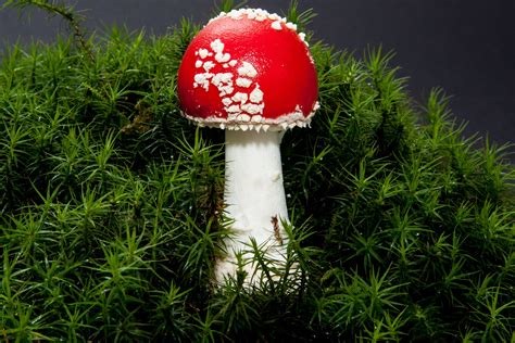 Amanita Muscaria 30 grams package - amanita-muscaria.store