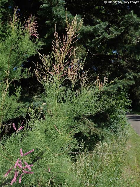 Tamarix ramosissima (Saltcedar): Minnesota Wildflowers