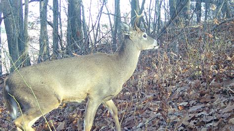 Lawmaker wants to change the first day of deer season back to Monday