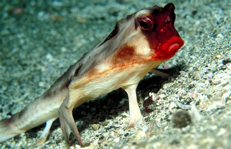 #WeirdAnimalWednesday: The Red-Lipped Batfish is Always Ready for a Night on the Town ...