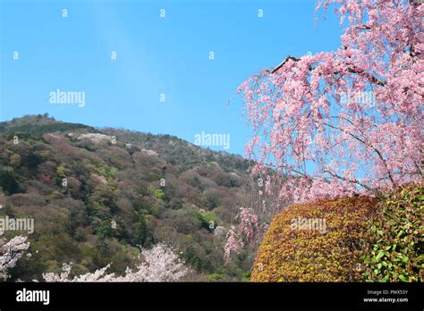 Cherry blossoms in Kyoto Arashiyama Stock Photo - Alamy