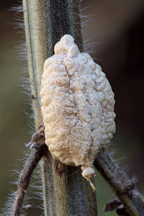 Saco Del Huevo De La Mantis Religiosa (Ootheca) Imagen de archivo - Imagen de cubo, protegido ...