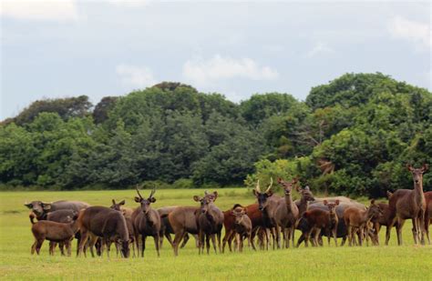 Sambar Deer – Tambling Wildlife Nature Conservation