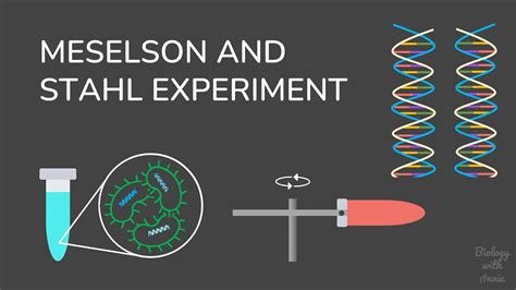 The Meselson and Stahl Experiment: Understanding DNA Replication - YouTube