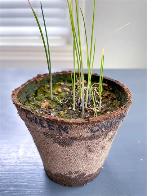 How to Grow Green Onions from Seed - growhappierplants.com