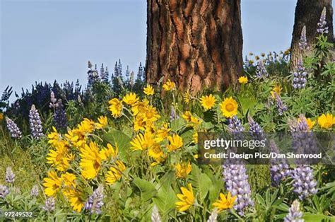 286 Columbia River Gorge Wildflowers Stock Photos, High-Res Pictures, and Images - Getty Images