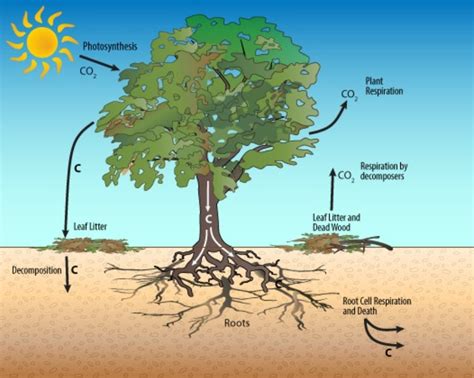 How Much Co2 Does A Tree Produce At Night at Lu Shepler blog