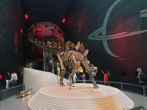 The most complete stegosaurus fossil in the world : r/Dinosaurs