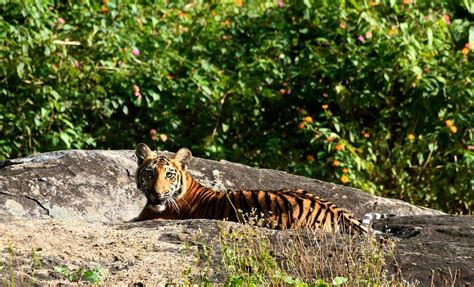 Mudumalai National Park, Masinagudi - Safari Timing, Ticket Fee & Photos