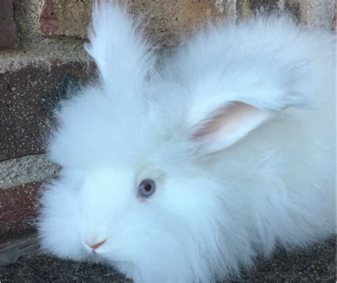 Angora Rabbit Colors - Treen Acres Rabbitry