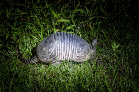 Armadillo Texture Stock Photos - Free & Royalty-Free Stock Photos from ...