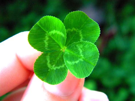 Four Leaf Clover | 4 leaf clover | Pinterest | Leaf clover, Leaves and ...