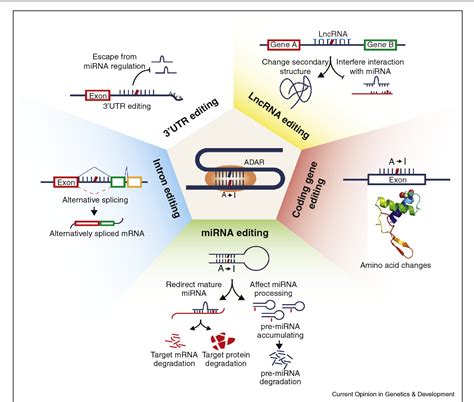 Figure 1 from The role of A-to-I RNA editing in cancer development. | Semantic Scholar