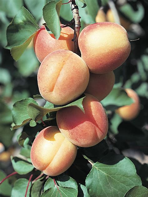 Apricot | Description, Tree, Plant, Fruit, & Facts | Britannica