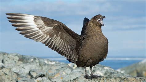 Animals hold grudges? Meet the Antarctic birds who can specifically ...