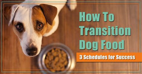 How To Transition Dog Food: 3 Schedules for Success - Boulder Holistic Vet