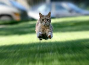 Create meme "the kitten is running, cat , the kitten is free" - Pictures - Meme-arsenal.com