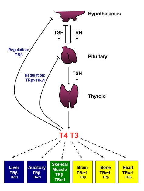 Hypothalamic-pituitary-thyroid Axis