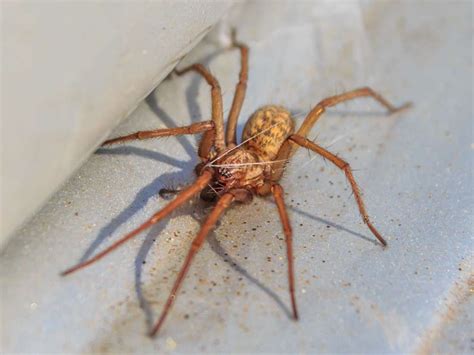 Arizona Spiders Identification Chart | Labb by AG