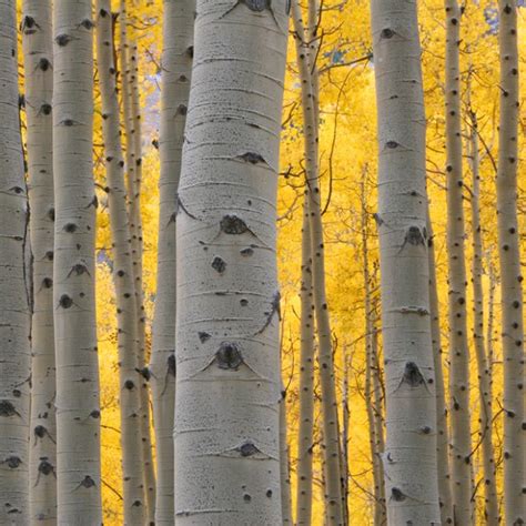 Aspen Trees | Dreamscapes Landscape Center