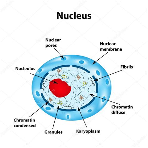 La estructura del núcleo celular humano. Infografías. Ilustración ...