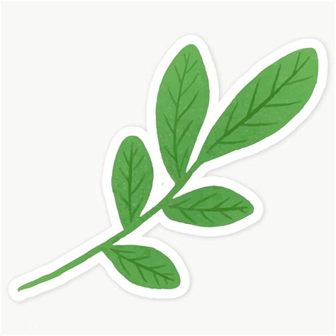 Green leaves sticker transparent png | premium image by rawpixel.com / Katie Moir | Green ...