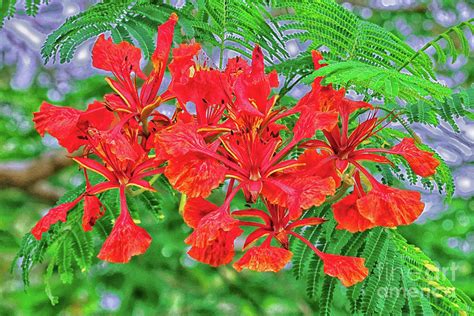 Royal Poinciana The Flowers Photograph by Jo Ann Gregg - Fine Art America