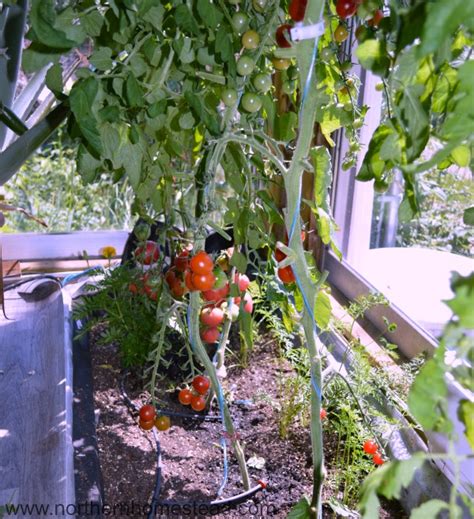 How to Grow Tomatoes Indoors - Northern Homestead