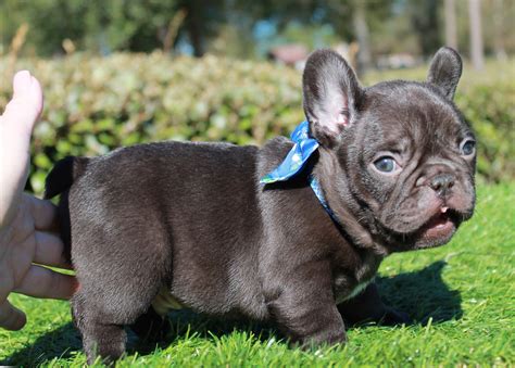 25+ Chocolate French Bulldog Puppy Picture - Bleumoonproductions