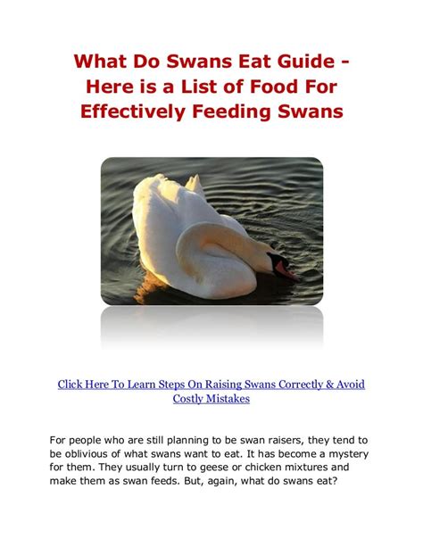 What Do Swans Eat Guide - Here is a List of Food For Effectively Feed…