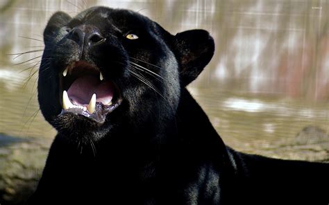 Roaring black panther wallpaper - Animal wallpapers - #47284