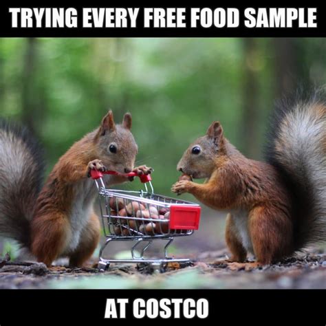 12 Funny Squirrel Memes to Make You Smile