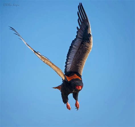 Bateleur Eagle | Animals beautiful, Bald eagle, Birds of prey