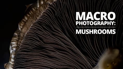 Mushroom Macro Photography - How to light the lamellae of your fungi