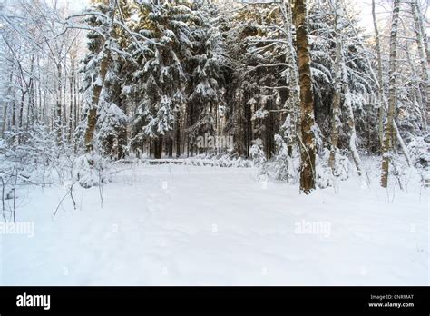 beautiful winter forest Stock Photo - Alamy