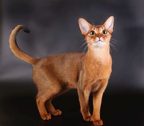 Abyssinian Cat | Fun Animals Wiki, Videos, Pictures, Stories