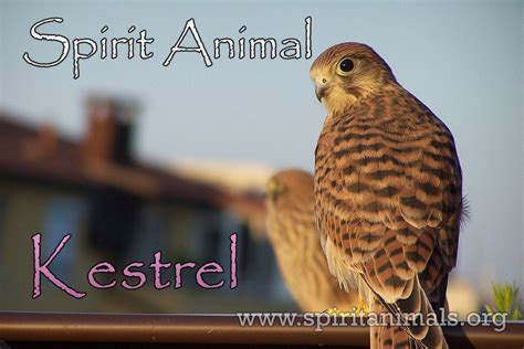 Kestrel Spirit Animal – Meaning And Symbolism - Spirit Animals